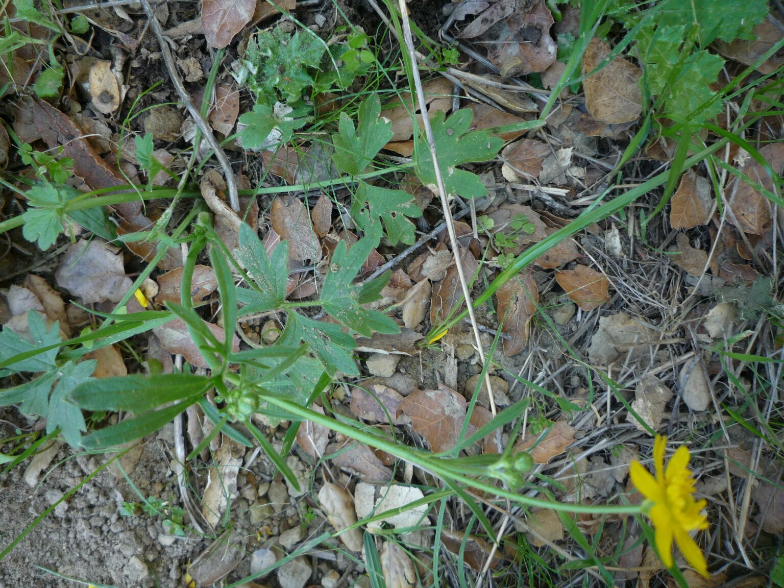 High Resolution Ranunculus californicus Leaf